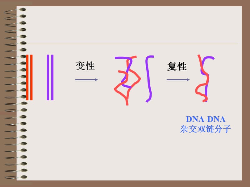 第十章核酸分子杂交技术1.ppt_第2页