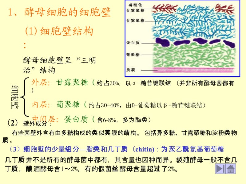 酵母细胞结构.ppt_第2页