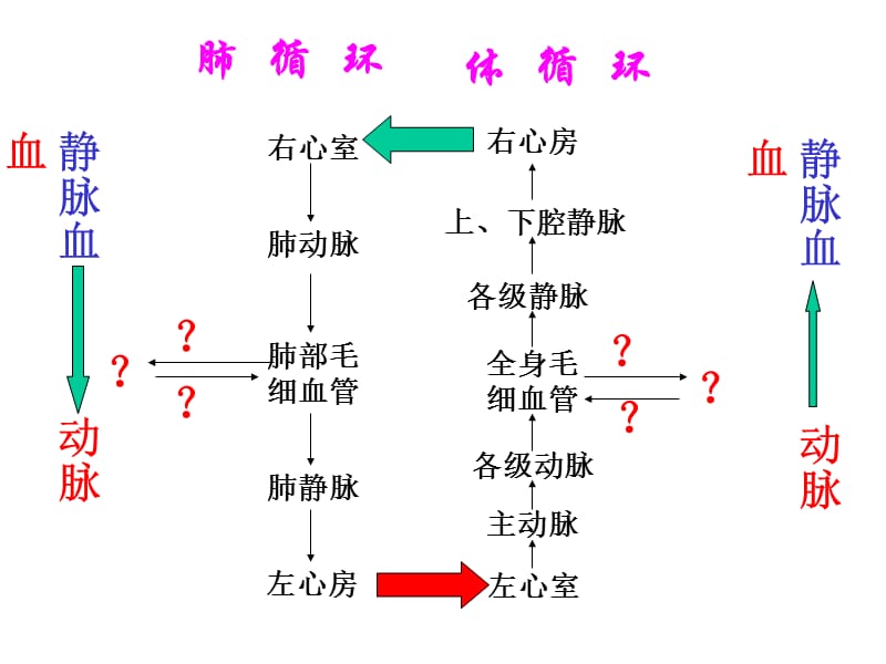 说出体循环和肺循环的途径以及其血液成分的变化.ppt_第2页