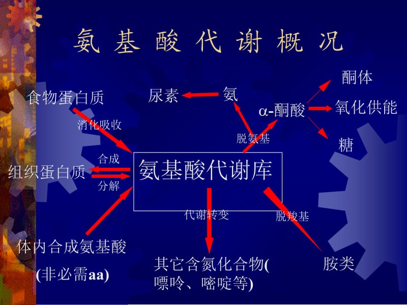 蛋白质促降解与氨基酸代谢.ppt_第2页