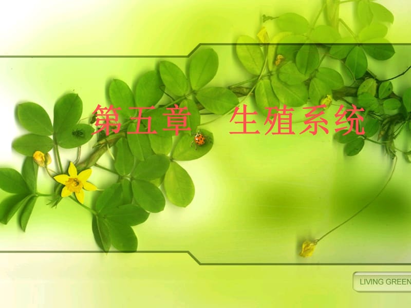 《生殖系统》PPT课件.ppt_第1页