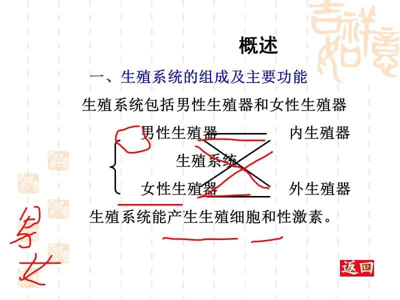 《生殖系统》PPT课件.ppt_第3页