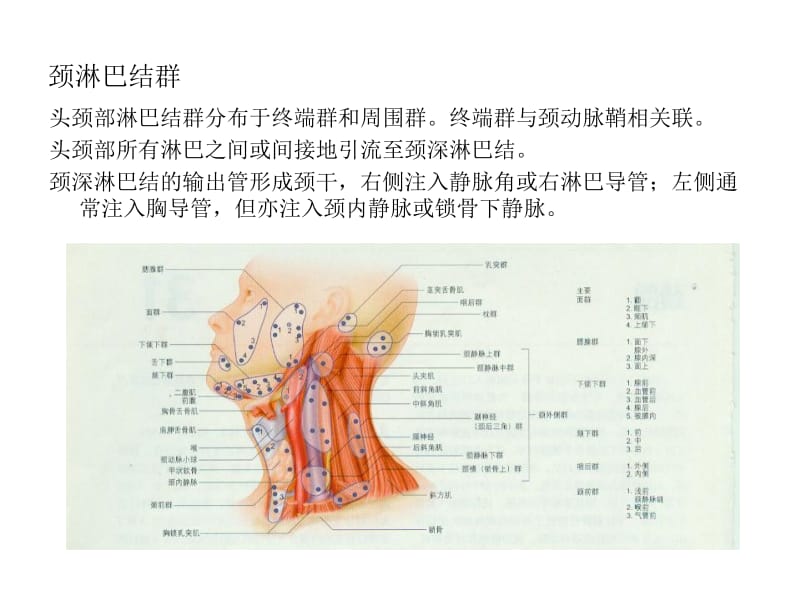 颈淋巴与器官.ppt_第2页