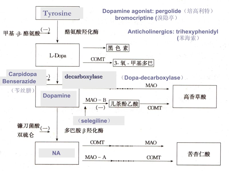 药理学第三章.ppt_第2页