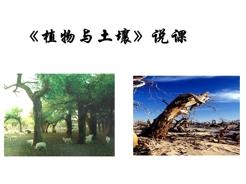 植物与土壤说课.ppt_第1页