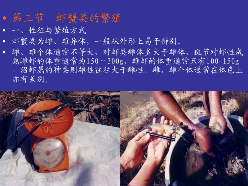 虾蟹养殖学第1章-22011.ppt_第1页