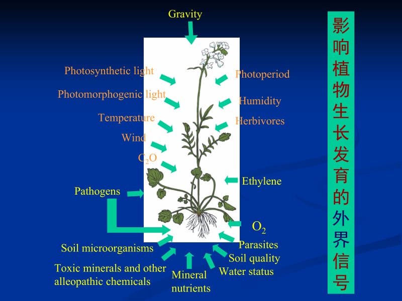 第六章细胞信号转导.ppt_第2页