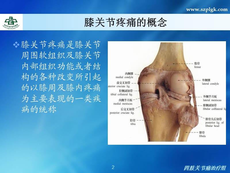 膝关节疼痛的诊疗.ppt_第2页