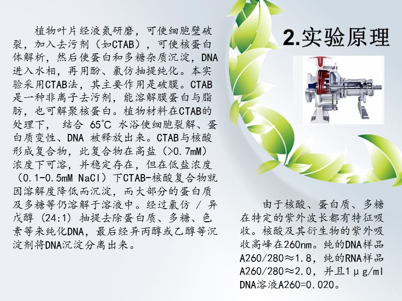 植物总DNA的提取.ppt_第3页