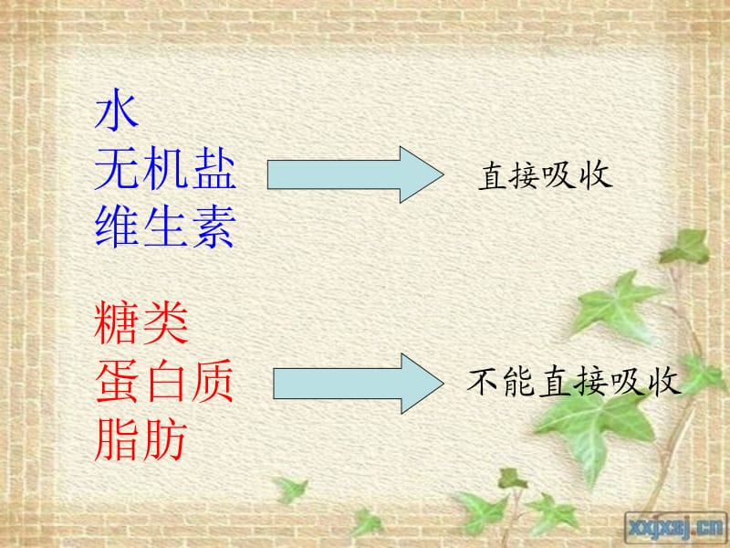 苏科生物人体对食物的消化吸收.ppt_第2页