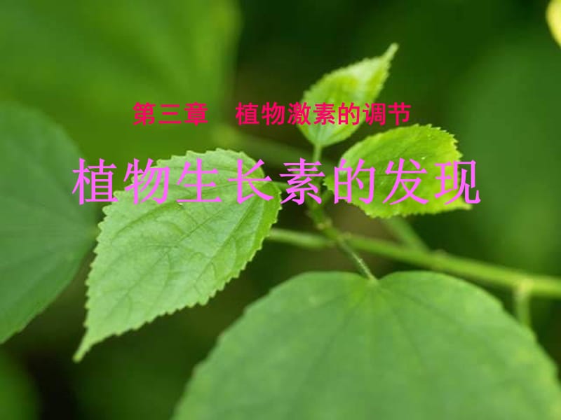 植物生长素发现.ppt_第1页