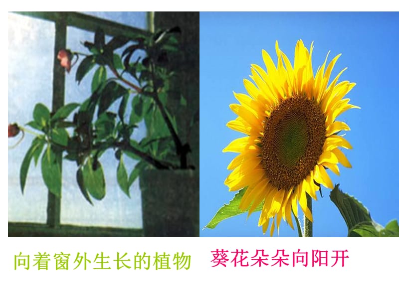 植物生长素发现.ppt_第2页