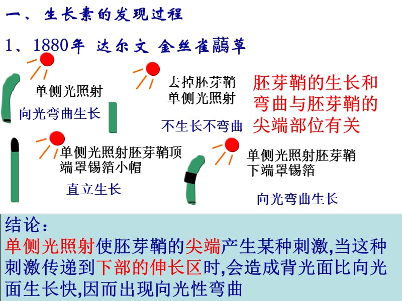 植物生长素发现.ppt_第3页