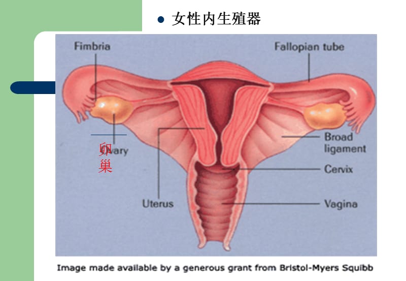 Ovarian carcinom 卵巢肿瘤.ppt_第2页