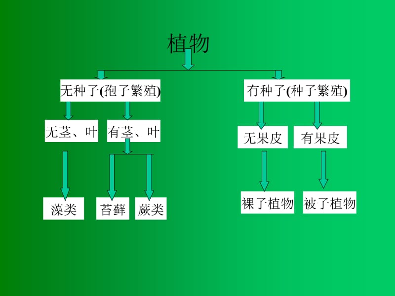 被子植物分类学11.ppt_第2页