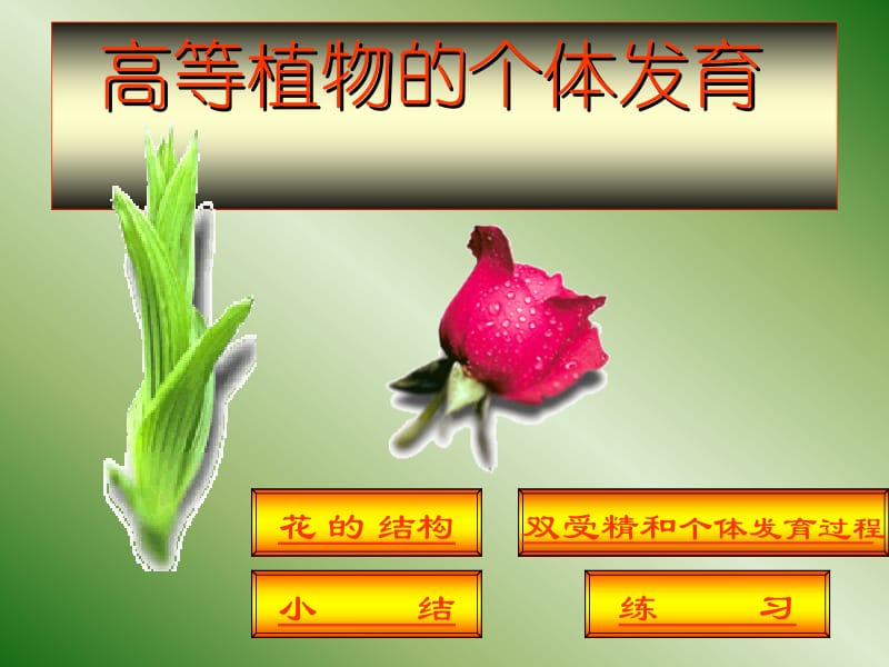 花的结构双受精.ppt_第2页