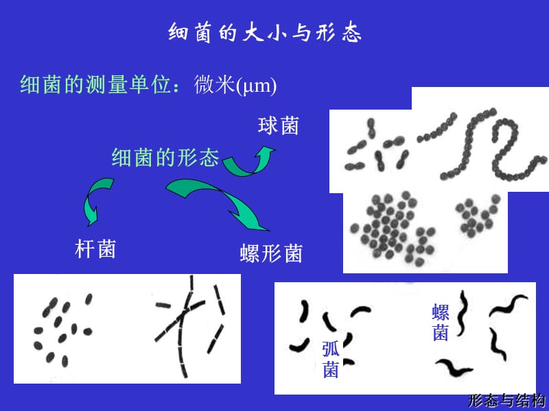 细菌的结构与形态.ppt_第1页