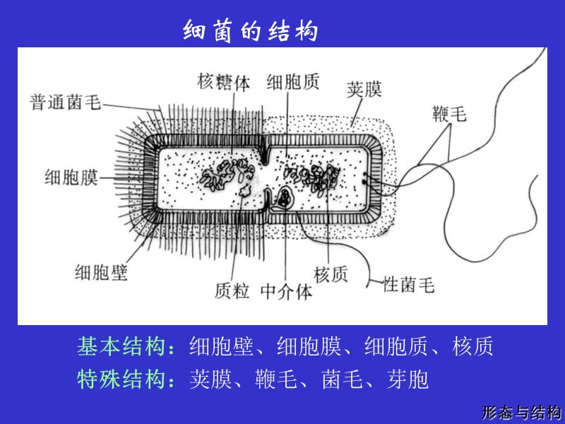 细菌的结构与形态.ppt_第2页