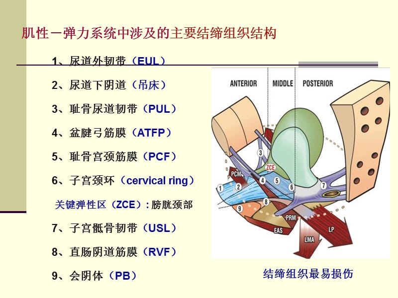 Integral Theory 盆底动力解剖与盆底重建手术-课件，幻灯，PPT.ppt_第3页