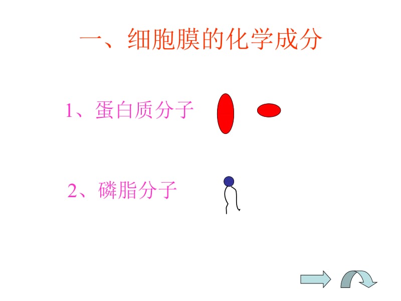 高一生物细胞的基本结构.ppt_第2页