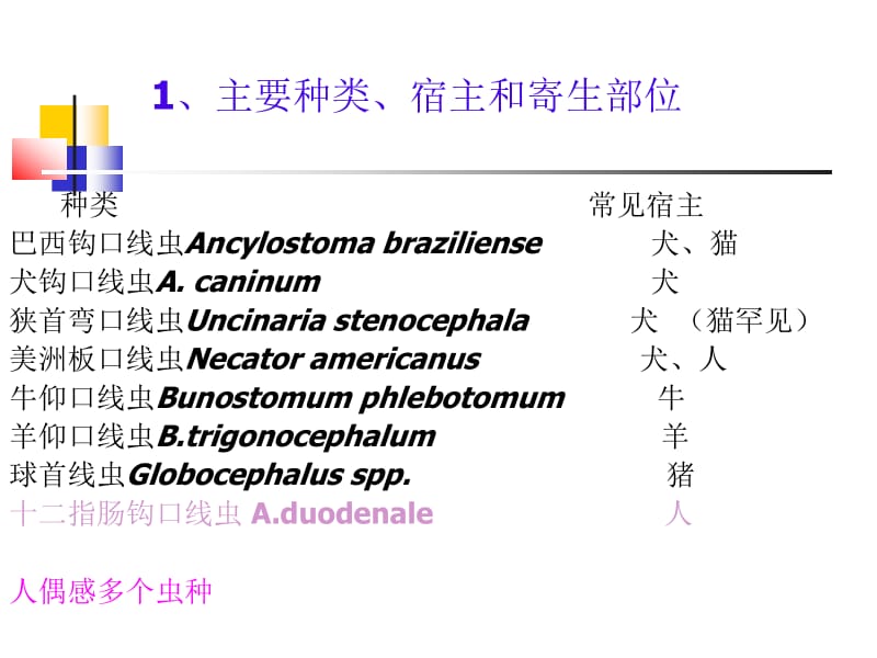 钩虫与钩虫病.ppt_第2页