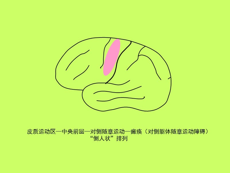 中枢神经系统记忆卡片.ppt_第3页