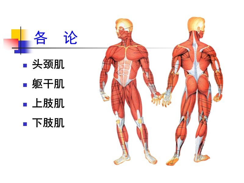 项目6：头颈躯干肌及其肌性体表标志.ppt_第2页