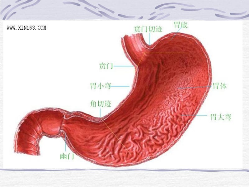 腹部损伤、急性化脓性腹膜炎病人的护理.ppt_第2页