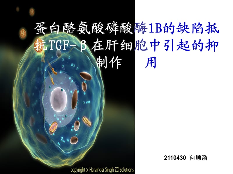 蛋白酪氨酸磷酸酶1B的缺陷抵抗TGF-β在肝细胞中引起的抑制作用.ppt_第1页