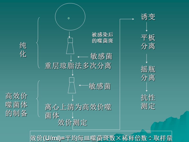 第六节代谢调节.ppt_第2页