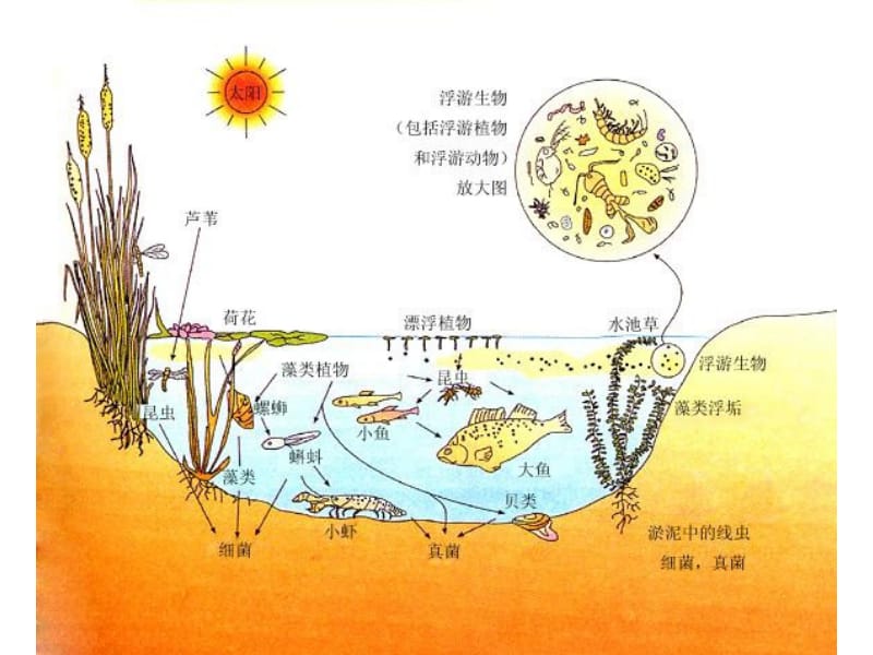 高中生物群落的结构课件苏教版必修3.ppt_第2页