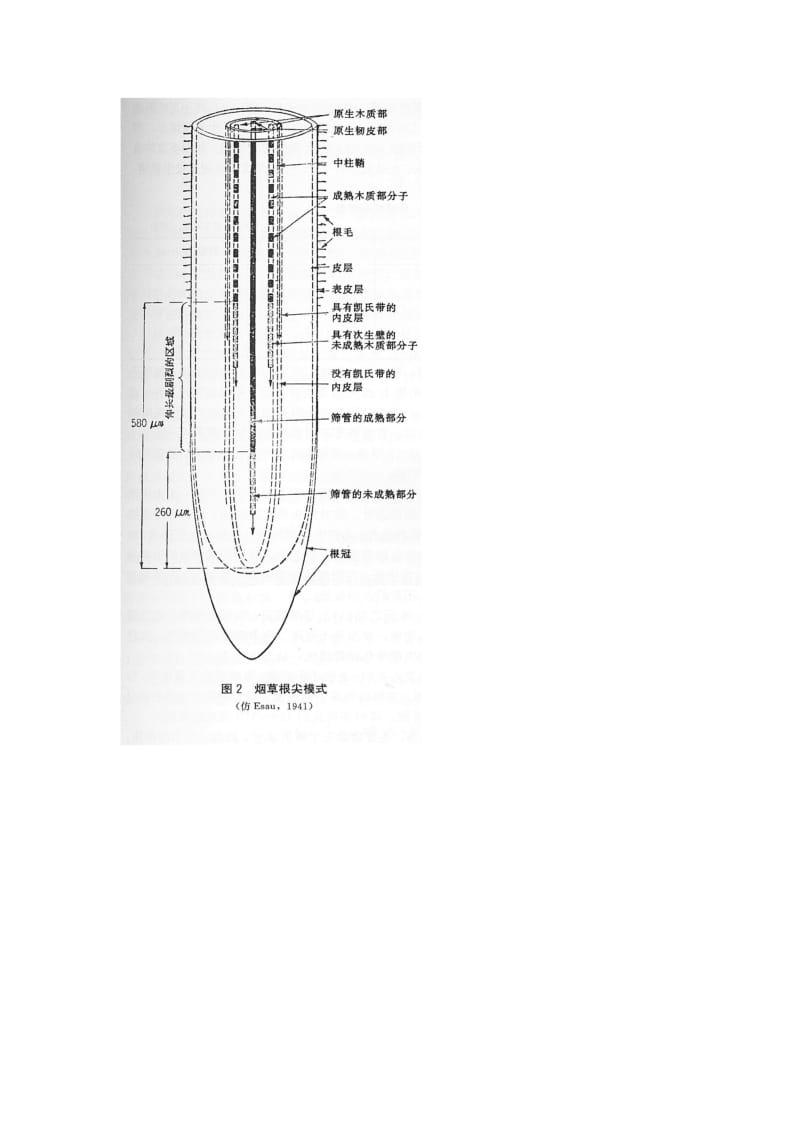 烟草栽培第二章栽培的生物学基础.doc_第2页