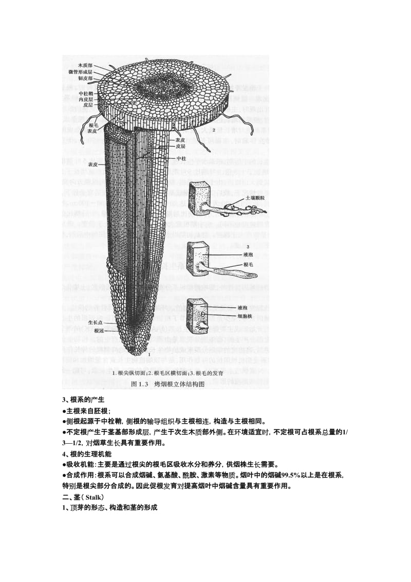 烟草栽培第二章栽培的生物学基础.doc_第3页