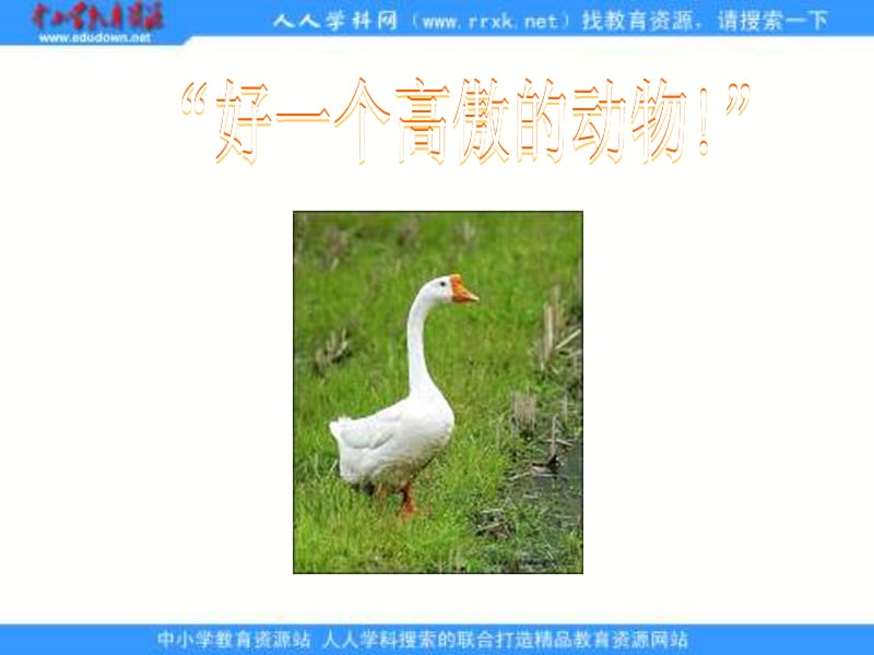 长春版五年级上册白鹅课件2.ppt_第3页