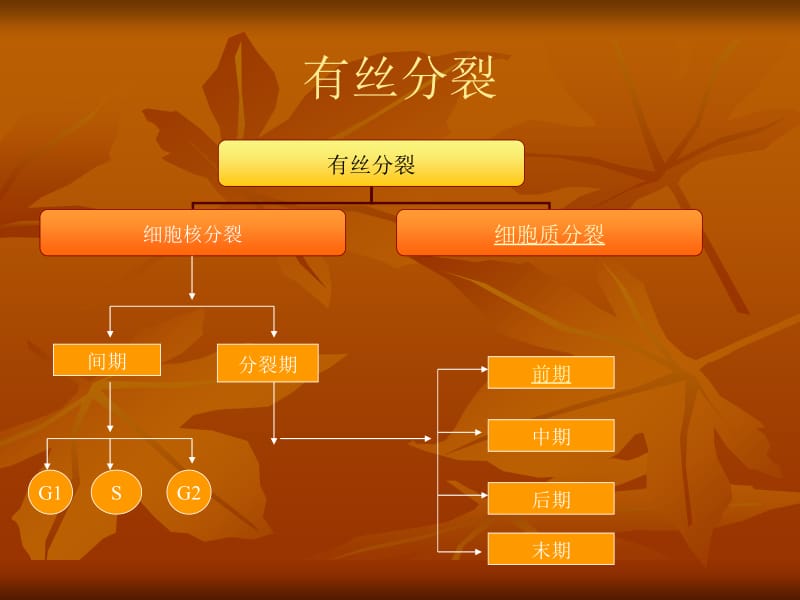 细胞分裂方式.ppt_第2页