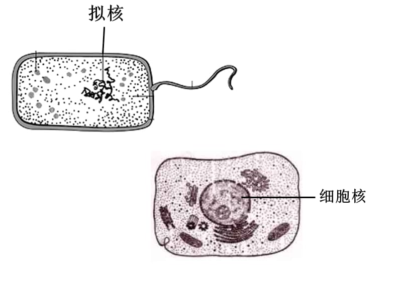 苏教版教学课件苏教版必修一32细胞的类型和结构第2课时.ppt_第1页