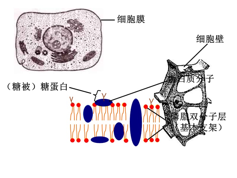 苏教版教学课件苏教版必修一32细胞的类型和结构第2课时.ppt_第2页