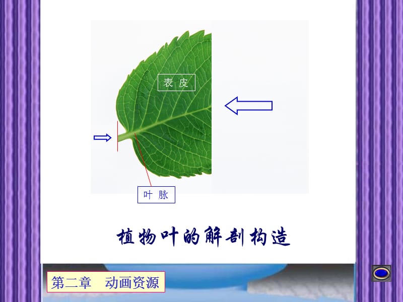 植物叶的解剖构造.ppt_第1页