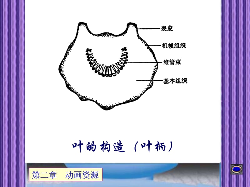 植物叶的解剖构造.ppt_第2页