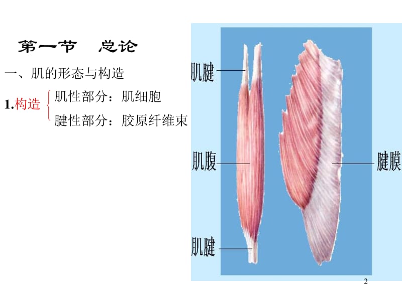 运动解剖学肌学.ppt_第2页