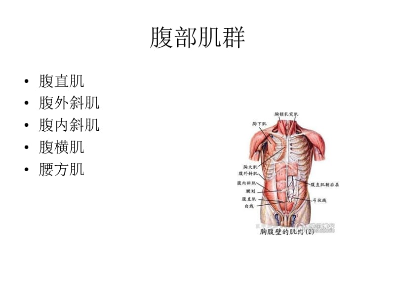 综合培训健身常识：腹部.ppt_第2页