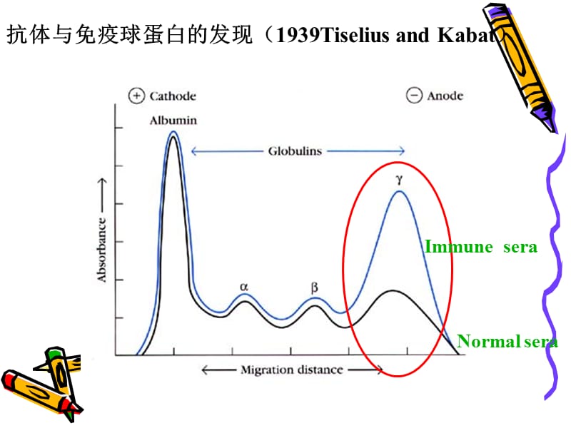 免疫球蛋白和抗体.ppt_第2页