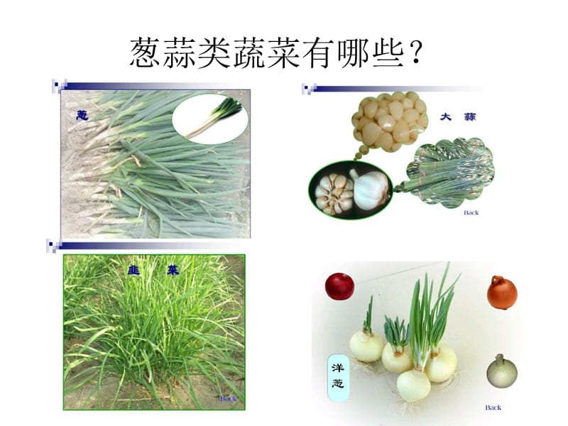 葱蒜类蔬菜生产技术.ppt_第2页