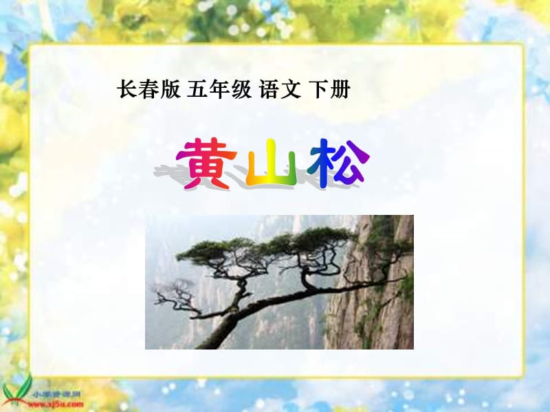 长春版语文五年级下册黄山松PPT课件.ppt_第1页