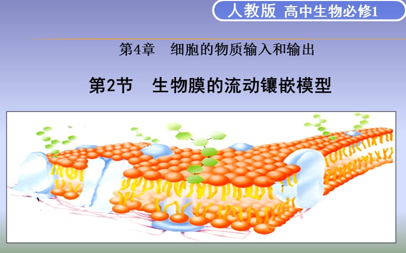 生物膜的流动镶嵌模型.ppt_第1页