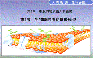 生物膜的流动镶嵌模型.ppt