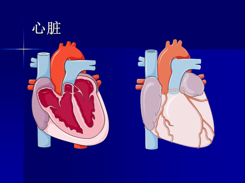 冠状动脉解剖及冠状动脉造影-教学课件.ppt_第2页