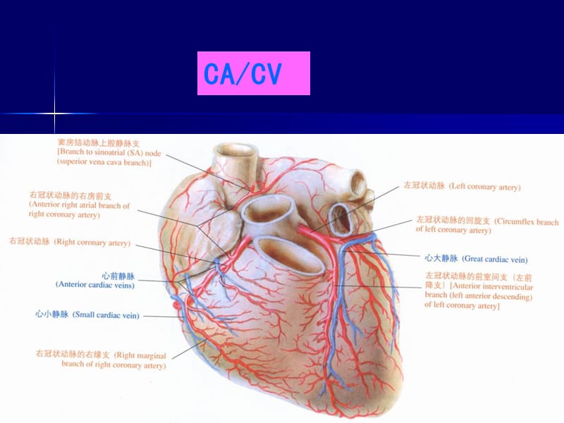 冠状动脉解剖及冠状动脉造影-教学课件.ppt_第3页