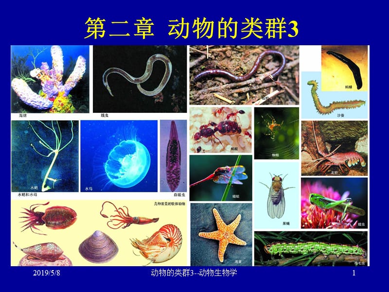 初中生物课件：2动物的类群3-假体腔环节动物.ppt_第1页