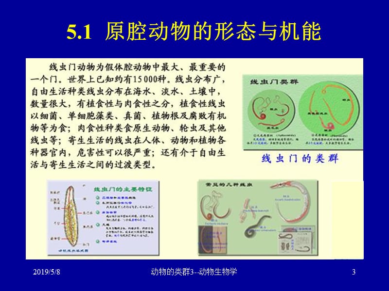 初中生物课件：2动物的类群3-假体腔环节动物.ppt_第3页